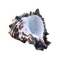 4  Didelės Natūralios Kriauklės Juodos Jūros Kriauklės Puikiai tinka Paplūdimio Teminiam Vakarėliui Namų Dekoracijos DIY Rankdarbiai Žuvys Akvariumo Ornamentas