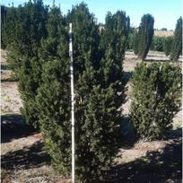 Kukmedis, "Hicksii", 100-125cm (Premium klasės) (Kopija)