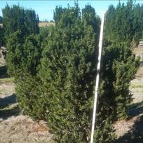 Kukmedis, "Hicksii", 80-100cm (Premium klasės)