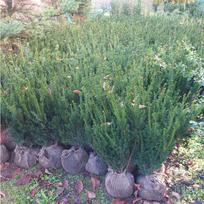 Kukmedis, "Hicksii", 70-80cm (Premium klasės)