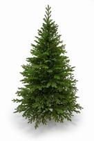 Dirbtinė kalėdinė eglutė premium spruce 100% pe, 200 cm