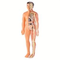 Žmogaus anatomijos modelių rinkinys Nuimamas skeletas ir pilnas liemuo Edukacinis STEM rinkinys Medicininio mokymo skeleto modelių rinkinys