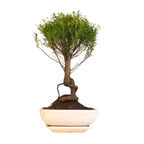 Syzygium Bonsai P20 tiesus SZ002