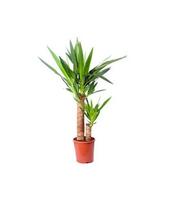 Vazoninis augalas juka, Ø 21, 110 cm, lot. YUCCA ELEPHANTIPES