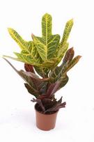 Vazoninis augalas krotonas, Ø 21, 60 cm, lot. CODIAEUM MRSICETON