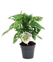 Vazoninis augalas monstera, Ø 12, 30 cm, lot. MONSTERA OBLIQUA MONKEY LEAF