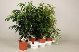 Vazoninis augalas bonsas, vazone, Ø 17, 30 cm, lot. Bonsai mix easy care