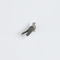 Ženkliukas COMMON CUCKOO/ Gegutė