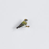 Ženkliukas FIRECREST / Baltabruvis nykštukas