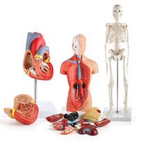 Žmogaus kūno modelio rinkinys 26CM Nuimamas liemuo 45CM Skeleto modelis Širdies anatomijos rinkinys medicininiam mokymui red