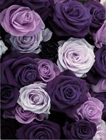Elegantiškas violetinių ir baltų rožių pledas - Jaukus ir spalvingas dizainas, puikiai tinkantis bet kuriam kambariui, minkštas ir šiltas, idealus dovanų variantas 30x40in