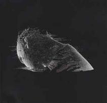 DVD Coldplay - The Scientist