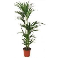 Vazoninis augalas palmė, Ø 30, 200 cm, lot. Chamaedorea Seifrizii