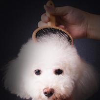 Pet Wood Brush Grooming Comb Professional Hair Remover Brush for Fluffy Cats & Dogs(Round Head Small )