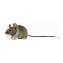 Elžbietos apykaklė graužikams KVP Skaidrus (5.75-7.5 cm) (5,75 - 7,5 cm)