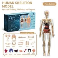 Vaikų anatomijos žaislai Interaktyvus žmogaus kūno modelis, „pasidaryk pats“ surenkamas žmogaus torso organų modelis vaikams, besimokantiems mokslo anatomijos, 6+ metų