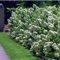 Hortenzija šluotelinė 'Limelight' ®