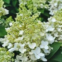Hortenzija šluotelinė "Baby Lace"PRB