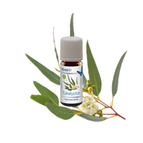 Organinis eukaliptų kvapas drėkintuvams Venta ORGANIC EUCALYPTUS FRAGRANCE, 6047000