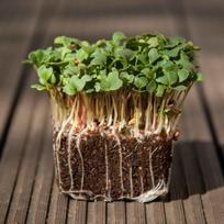 Ridikėlių sėklos mikrožalumynams ir daigams, 50g