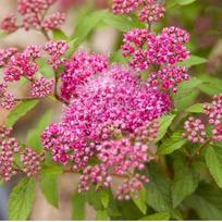 Lanksva "Pink Sparkle"PRB