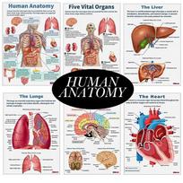 16 vnt. Žmogaus anatomijos plakatas Žmogaus organai Smegenys Kepenys Širdis Anatomijos plakatas Medicinos klasės kambarys Biuro patalpa Namų Estetinis dekoras onesize