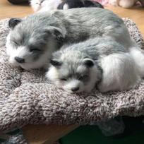 Simuliacinis minkštas žaislas Automobilio oro valytuvas Bambuko anglis Šuns modelis Pliušinė lėlė Žaislas Dekoracija Grey Husky