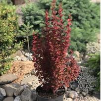 Raugerškis "Red Rocket"