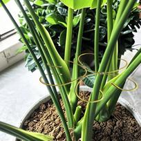 Augalo stiebo laikiklis Monstera augalo atrama Stiebo laikiklis Dekoratyvinis metalinis gėlių treliažas Sodo reikmenys Spaustukas Kambarinių augalų China Mainland