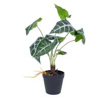 Dirbtinis augalas GREENLAND H40cm, Alocasia