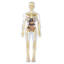 Clear Human Skeleton Anatomy Model With Detachable Organs Interactive Educational Toy For Kid Age 8+ Classroom Teaching white