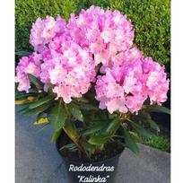 Rododendras (Y) ''Kalinka''