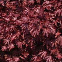 Klevas paprastasis "Crimson Centry"