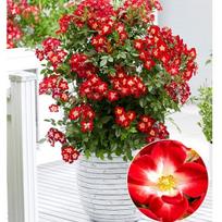 Rožė "Everglow Ruby 'Geus 1713'pbr