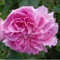 Rožė, damasko "Blush Damask"