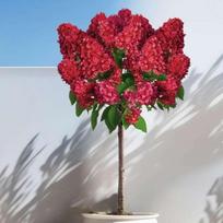Hortenzija skiepyta "Bloody Mary"®