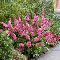 Budlėja "Butterfly Candy® Little Pink"