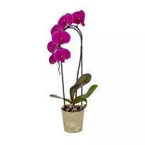 Žydintis augalas ORCHIDĖJA BON VIA FLORA, 1 stiebas