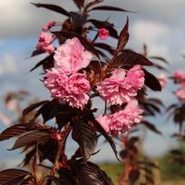 Dekoratyvioji vyšnia/ Sakura "Royal - Burgundy"