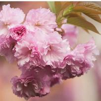 Sakura "Kanzan". Skiepyta 125 cm.