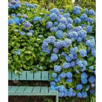 Hortenzija, plačialapė "Nikko Blue"