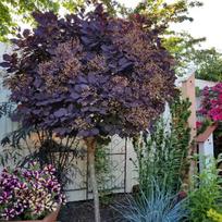 Pūkenis "Royal Purple" Skiepas  60 cm aukštyje