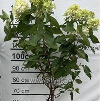 Hortenzija "Skyfall" skiepyta ant koto