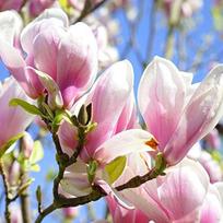 Magnolija "George Henry Kern"