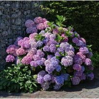 Hortenzija "Bouquet Rose"