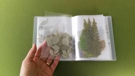 300 knygoje džiovintų augalų albumas