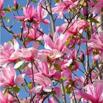 Magnolija "Susan"