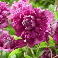 Raganė "Purpurea Plena Elegans"