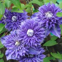 Raganė "Multi Blue"