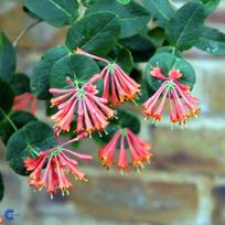 Sausmedis, vijoklinis "Dropmore Scarlet"